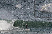 Le requin et le surfeur: c'est l'une des photos les plus folles en 2016